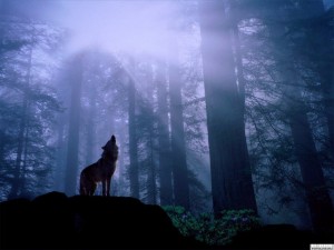 Wolf_howling_at_moon-300x225